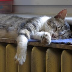 Jak ograniczyć straty ciepła w domu? Sposoby na oszczędność