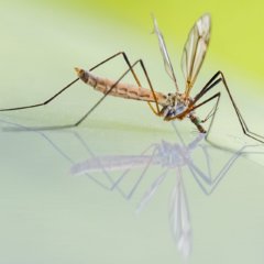 Sezon na komara
